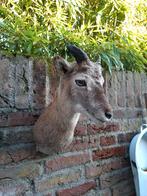 Opgezette kop moeflon jong taxidermy opgezet gewei schedel, Verzamelen, Dierenverzamelingen, Ophalen, Wild dier, Gewei of Kop