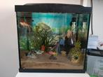 Aquarium 30 start superfish, Dieren en Toebehoren, Vissen | Aquaria en Toebehoren, Ophalen, Zo goed als nieuw, Gevuld zoetwateraquarium