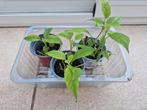 Hortensia Annabelle Plantje, Tuin en Terras, Planten | Tuinplanten, Ophalen, Zomer, Overige soorten, Halfschaduw