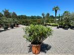 Edgeworthia chrysanthea - Papierstruik te koop, Tuin en Terras, Planten | Struiken en Hagen, Overige soorten, Minder dan 100 cm