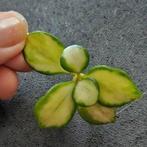 Hoya Heuschkeliana Variegata stekje, Ophalen of Verzenden