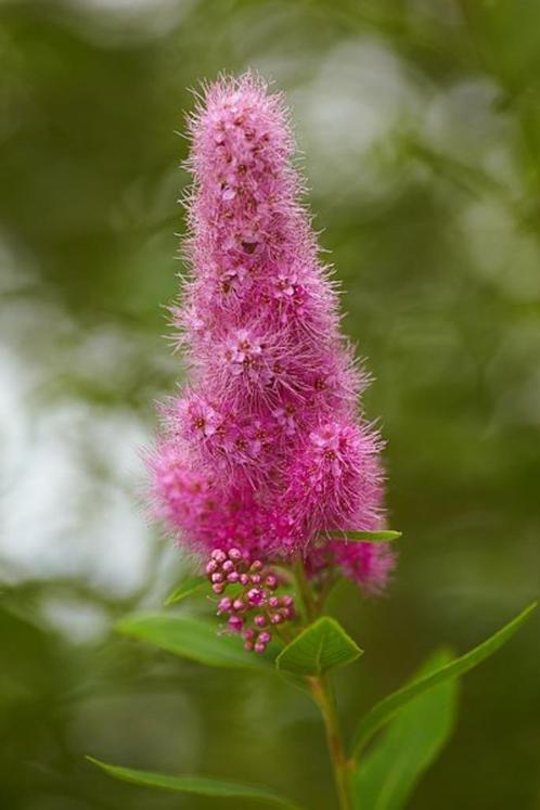 5 Spiraea billardii  Theeboompje  Sterke heester roze bloem, Tuin en Terras, Planten | Struiken en Hagen, Haag, Overige soorten