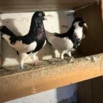 pigeons, Dieren en Toebehoren, Vogels | Duiven, Meerdere dieren