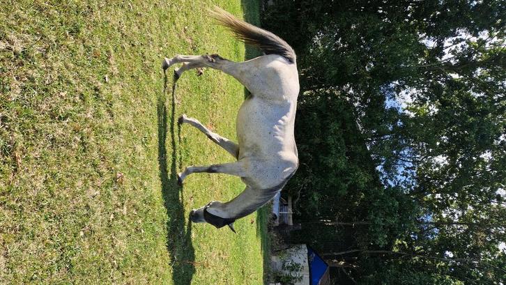 Volbloed ruin 1,60 11 jaar, Dieren en Toebehoren, Paarden, Ruin, 160 tot 165 cm, 11 jaar of ouder, Recreatiepaard, Met stamboom