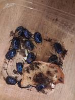 Protaetia elegans larven L2, Dieren en Toebehoren, Bijen