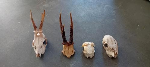 Schedels van reeën met de geweien, Verzamelen, Dierenverzamelingen, Zo goed als nieuw, Gewei of Kop, Hert, Ophalen of Verzenden