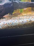 2 botia aquarium vissen, Dieren en Toebehoren, Vissen | Aquariumvissen, Vis