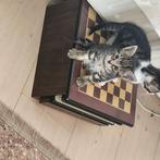 Kitten 8weken te koop. Bieden vanaf 100, Dieren en Toebehoren, Poes, Kortharig, 0 tot 2 jaar