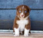 Raszuivere australian shepherd pups, Dieren en Toebehoren, Honden | Herdershonden en Veedrijvers, 8 tot 15 weken, Meerdere, Meerdere dieren