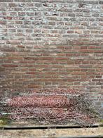 Schapennetten, Schaap