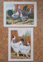 2 prenten litho kippen hoenders ca. 1885 / vouwlijn, Natuur, Gebruikt, Verzenden, Voor 1940