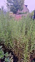 Stekjes Rozemarijn (Rosmarinus officinalis), Tuin en Terras, Planten | Tuinplanten, Ophalen, Zomer, Volle zon