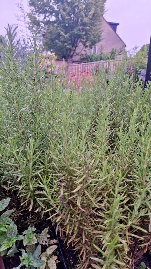 Stekjes Rozemarijn (Rosmarinus officinalis), Tuin en Terras, Planten | Tuinplanten, Volle zon, Zomer, Ophalen