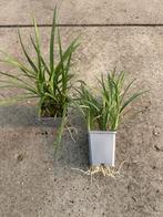 Liriope muscari 'Big Blue' - Blauwbaard, Ophalen, Bodembedekkers, Vaste plant, Halfschaduw