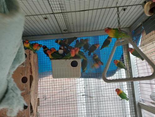 Mooi kweek groep personatas-fichries te koop(( +/_ 45 stuk)), Dieren en Toebehoren, Vogels | Parkieten en Papegaaien, Dwergpapegaai of Agapornis