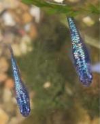 Medakas rijstvisjes safier blauw, Dieren en Toebehoren, Overige soorten