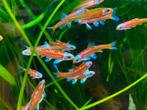 Geen goudvissen, shubukin, steur, baars, elrits, winde, koi, Karper of Koi