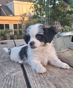 Prachtige Boomer Pups ️, Dieren en Toebehoren, Honden | Chihuahua's en Gezelschapshonden, Nederland, Overige rassen, CDV (hondenziekte)