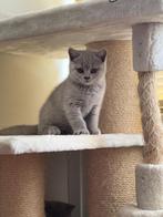 Britse korthaar kittens ( laatste katertje is beschikbaar!), Dieren en Toebehoren, Katten en Kittens | Raskatten | Korthaar, Poes