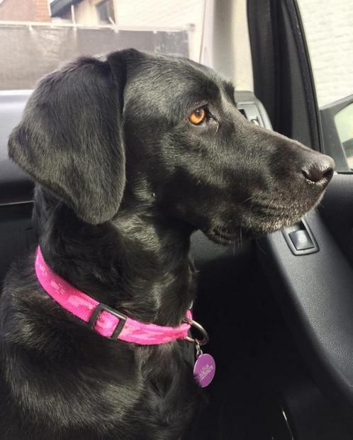 Labrador (kruising) pups verwacht begin juni, Dieren en Toebehoren, Honden | Niet-rashonden, Middel, Meerdere dieren, Particulier