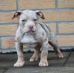 ️ 🔥🔥American bully pocket pups, mogen verhuizen🔥🔥, Overige rassen, 8 tot 15 weken, Meerdere dieren, Eén hond