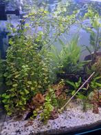 Aquarium plantjes, Dieren en Toebehoren