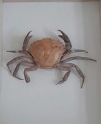 Opgezette Krab, Verzamelen, Dierenverzamelingen, Ophalen of Verzenden, Zo goed als nieuw, Overige soorten, Opgezet dier
