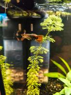 2x mannen gup, Dieren en Toebehoren, Vis