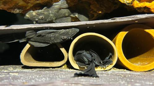 Ancitrus Green Dragon, Dieren en Toebehoren, Vissen | Aquariumvissen, Zoetwatervis, Vis, Schoolvis