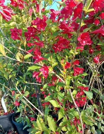 Weigelia red Prince 2 liter pot 50/60 cm hoog beschikbaar voor biedingen