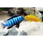 Pseudotropheus Saulosi Malawi Cichliden, Vis, Zoetwatervis, Schoolvis