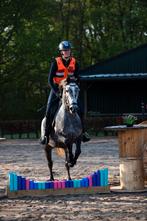 Allround C en D sportpony te koop, Dieren en Toebehoren, Pony's, Merrie, L, 3 tot 6 jaar