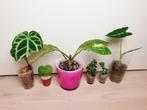 Populaire pantjes set, alocasia, anthurium, philodendron, Overige soorten, Ophalen of Verzenden, In pot, Minder dan 100 cm