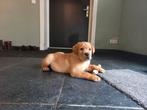 Labrador red fox pups te koop, 8 tot 15 weken, Labrador retriever, Meerdere, Meerdere dieren