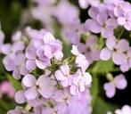 Hesperis Matronalis, Damastbloem, inheems, Vaste plant, Lente, Ophalen