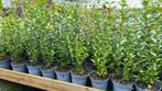 Liguster struiken in 3 soorten 40/60 t/m 125/150 cm, Ophalen