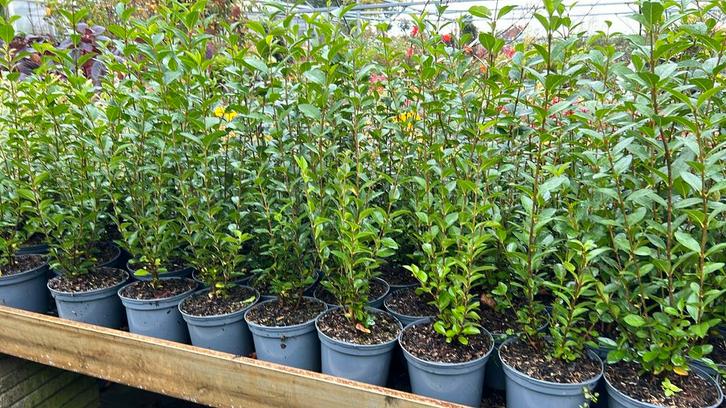 Liguster struiken in 3 soorten 40/60 t/m 125/150 cm, Tuin en Terras, Planten | Struiken en Hagen, Ophalen