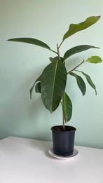 Ficus benghalensis circa 50 cm hoog, Huis en Inrichting, Kamerplanten, Ophalen, Overige soorten, Minder dan 100 cm