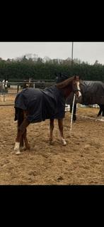 Bijrijdster / leaser gezocht e pony, Dieren en Toebehoren, Ophalen of Verzenden, Nieuw