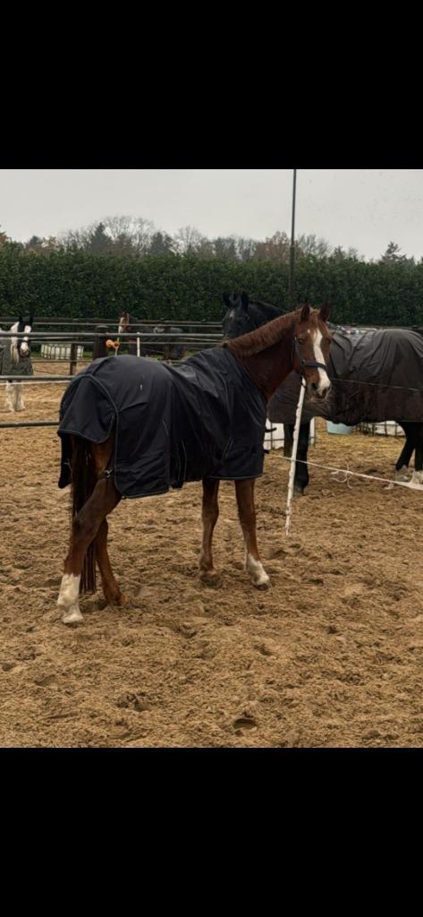 Bijrijdster / leaser gezocht e pony, Dieren en Toebehoren, Paarden en Pony's | Verzorgingsproducten, Nieuw, Ophalen of Verzenden
