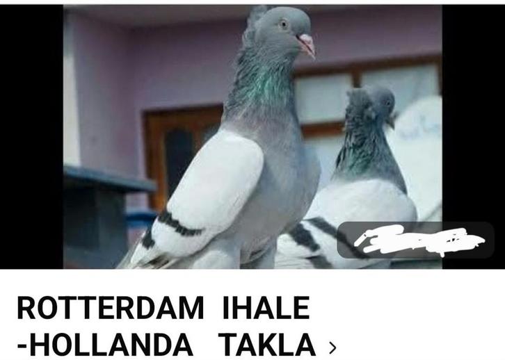IHALE-ROTTERDAM TAKLA  24/01/2026  Zaterdag, Dieren en Toebehoren, Vogels | Duiven, Tuimelaar of Roller, Meerdere dieren
