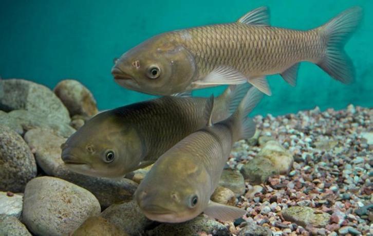 graskarper, eet woekerende planten , graskarpers, Dieren en Toebehoren, Vissen | Vijvervissen, Karper of Koi