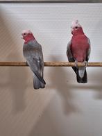 Koppel rosé kaketoe's 1., Dieren en Toebehoren, Vogels | Parkieten en Papegaaien