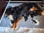 Mooie berner sennen pups, Meerdere, Meerdere dieren, Nederland, Particulier