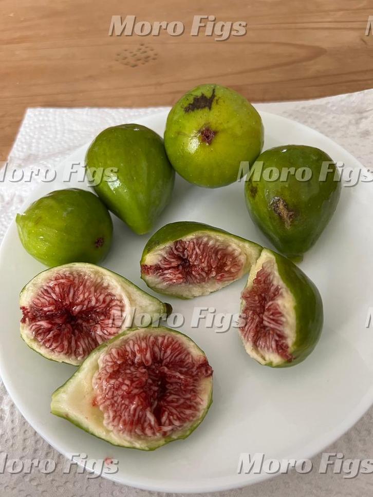 Vijgenboom Verdino 4 jaar 2 meter hoog, Tuin en Terras, Planten | Fruitbomen, Vijgenboom, 100 tot 250 cm, Volle zon, Lente, In pot