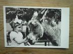 Ouwehand Dierenpark op de Grebbeberg Rhenen ezel ezels, Ophalen of Verzenden, Voor 1920, Utrecht