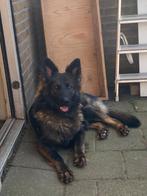 Duitse Herder Langstokhaar 2 jarige teef zkt een nieuwe ths, Dieren en Toebehoren, Honden | Herdershonden en Veedrijvers, 1 tot 2 jaar