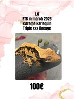 1.0 extreme harlequin uit triple xxx lijn, Hagedis, 0 tot 2 jaar