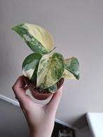 Scindapsus Mangurai Variegata, Ophalen of Verzenden, Overige soorten, Minder dan 100 cm