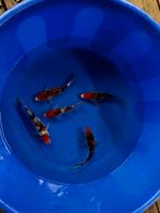 5 tosai koi’s van tamaura, Dieren en Toebehoren, Vissen | Vijvervissen, Karper of Koi